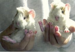 2 hamsters