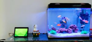 aquarium vissen op bureau