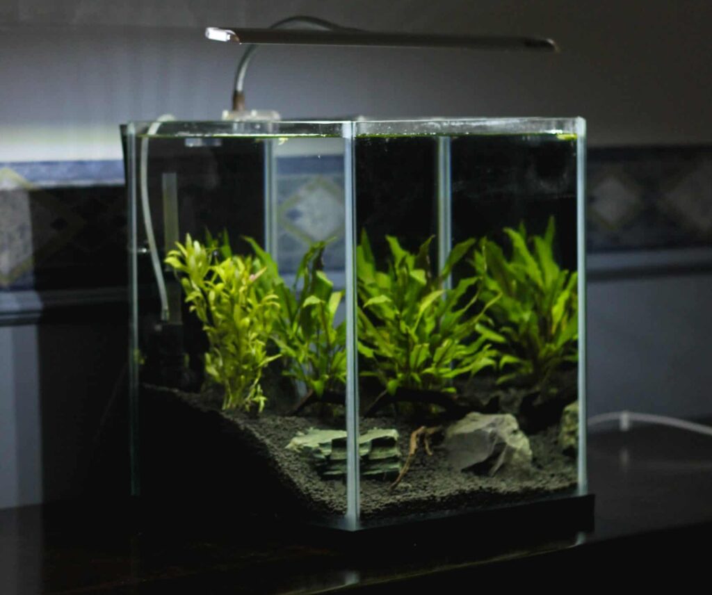 vissen aquarium met planten